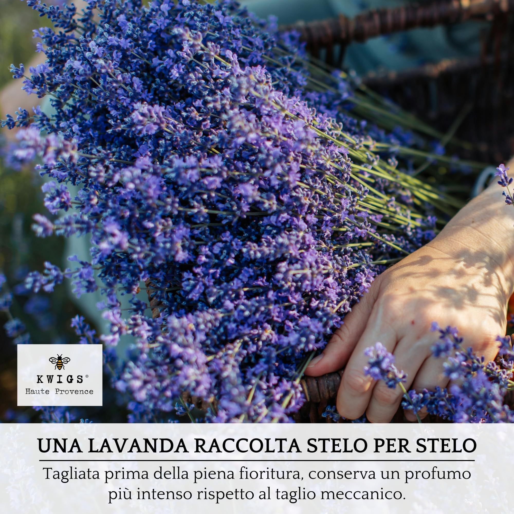 Sacchetto di lavanda in iuta foderata – 12 sacchetti color lavanda senza OGM riempiti a mano – piccola borsa per armadi, biancheria, armadio – fiori di alta Provenza – nuova raccolta