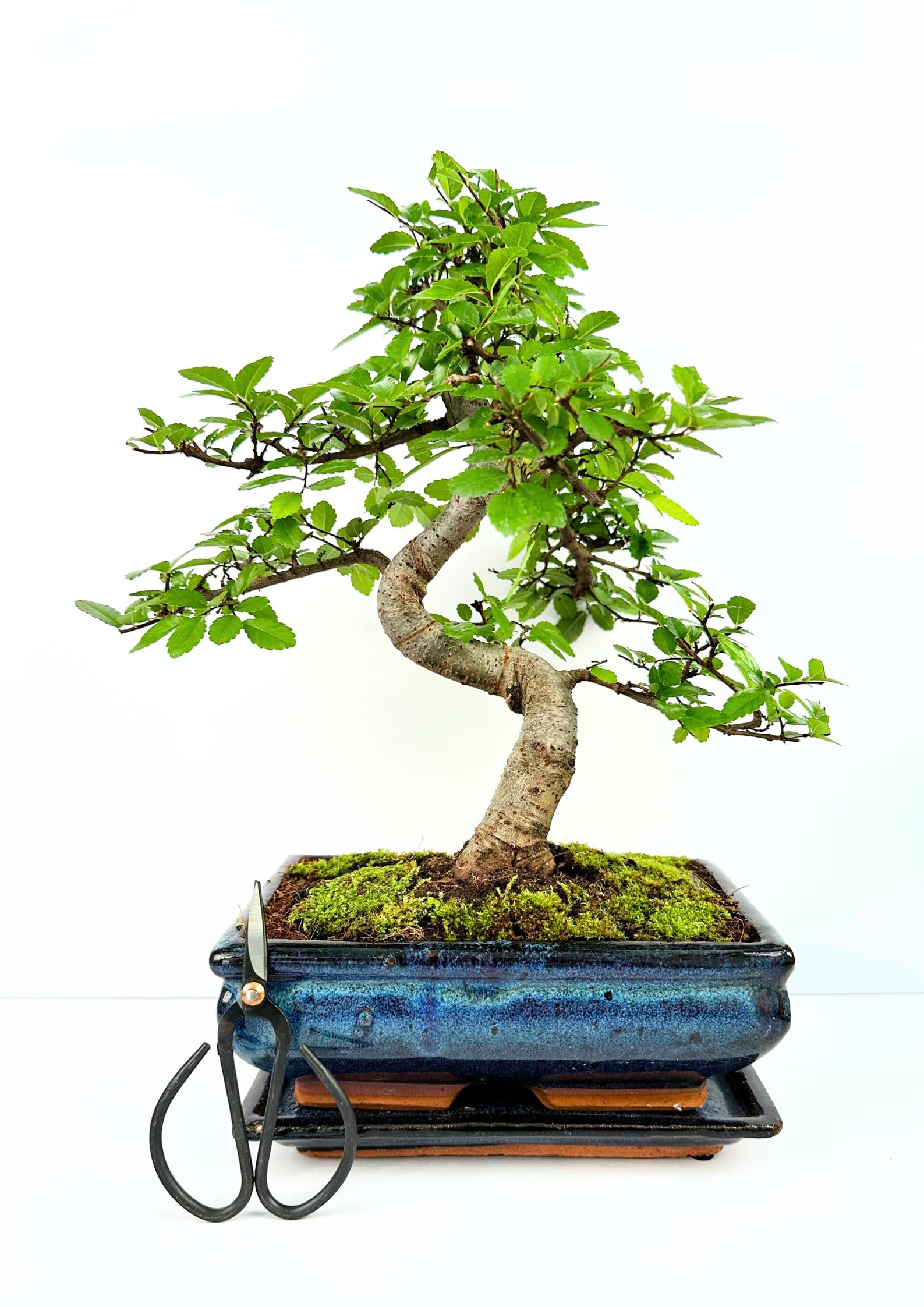 Bonsaï Arbre avec pot de fleurs en céramique d'env. 25-35 cm de haut, soucoupe et ciseaux - Coffret cadeau bonsaï - (Bol de 20 cm environ 8-9 ans, bonsaï orme chinois)