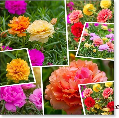 zcbang Moss Rose Portulaca Grandiflora Colores mezclados 2000 semillas frescas