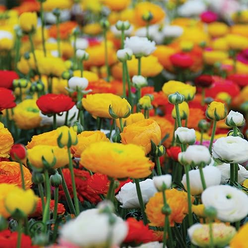 BloomingBulb 20 bulbos de ranúnculo mixtos para otoño, resistentes a ciervos y vibrantes, flor de jardín perenne perfecta de 3.1 in+ tamaño de