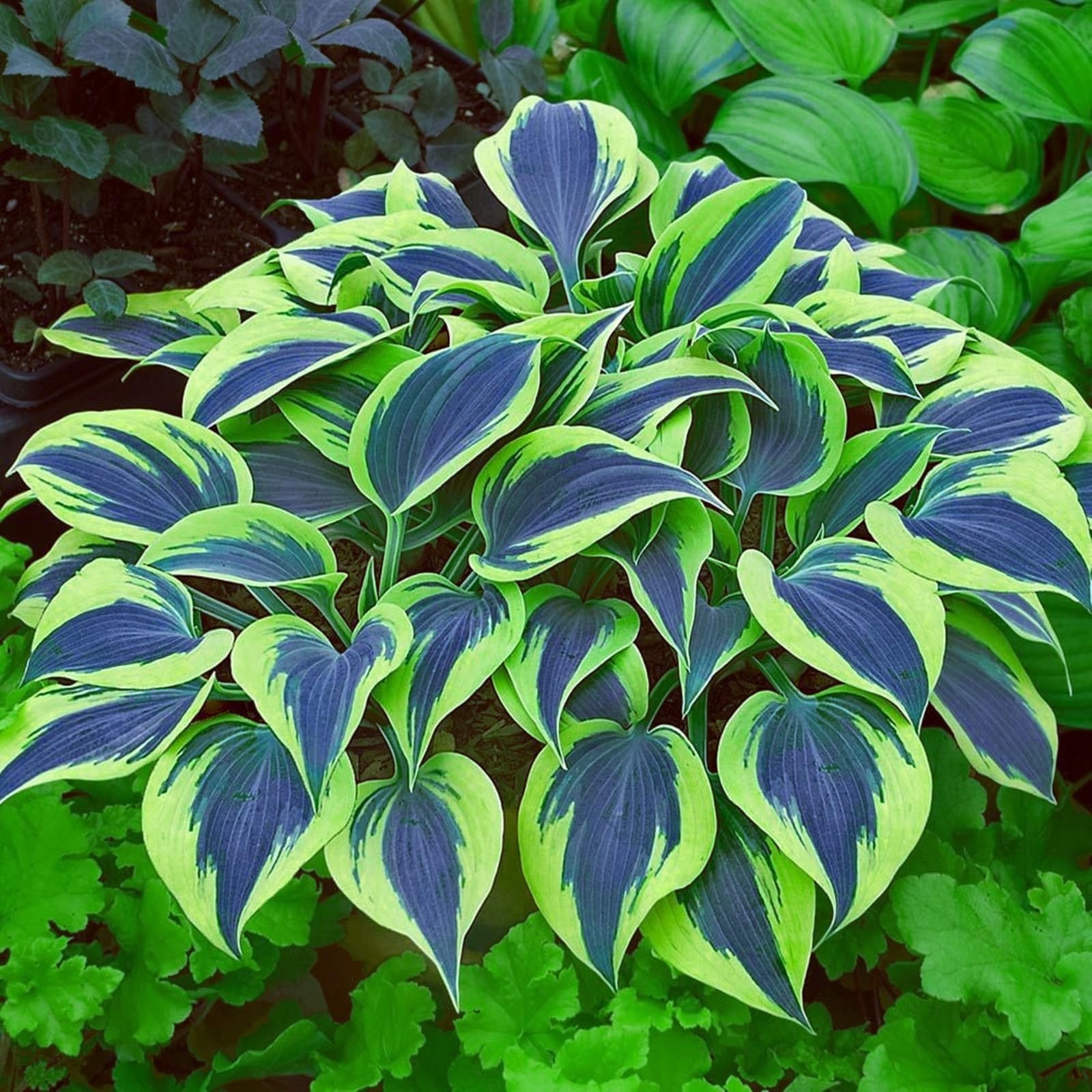 Perennial,Brilliant Hosta Bulbs Bulk,Professional Planting for Stunning Garden Displays-6 Bulbs-B
