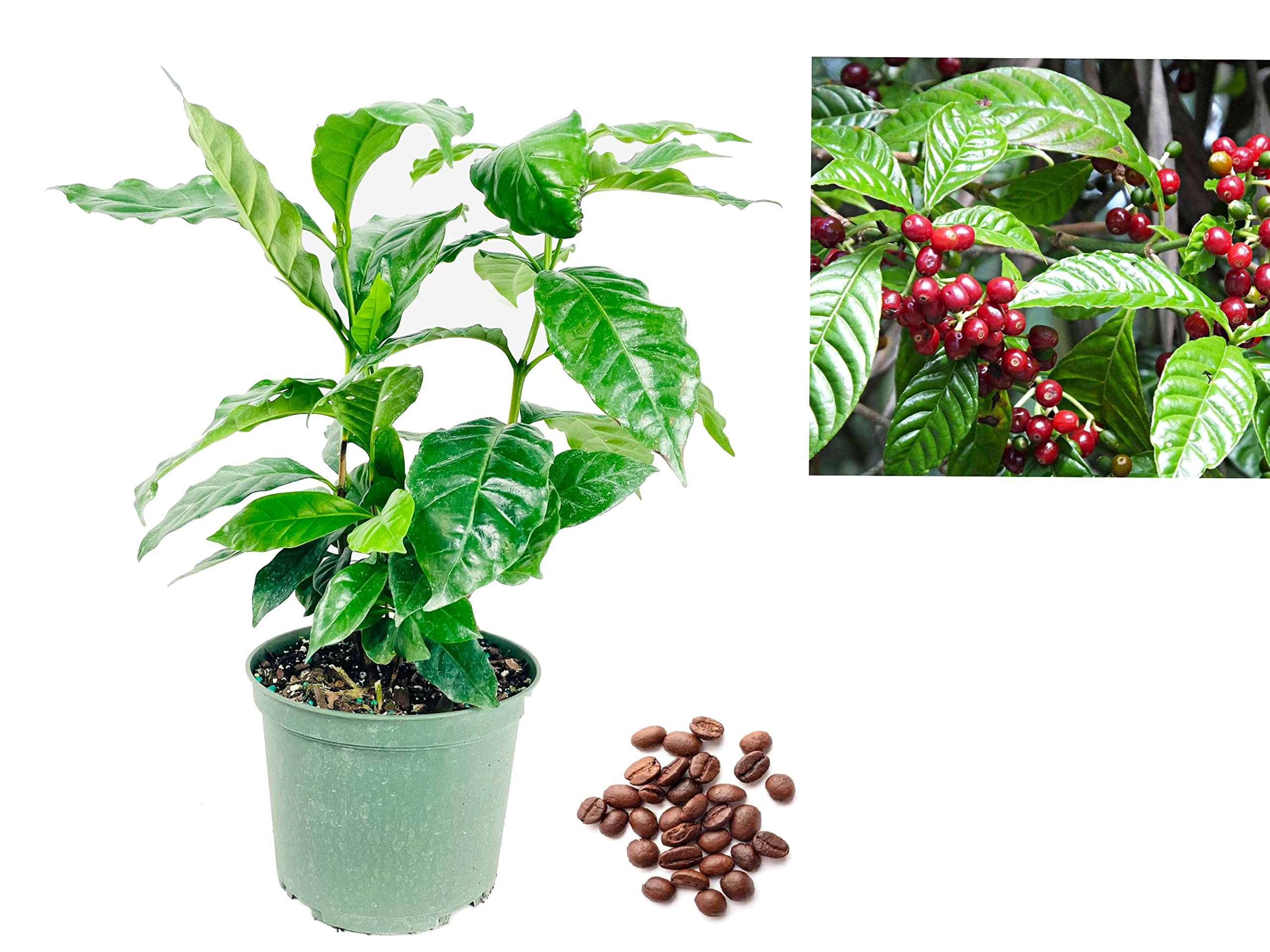 Real Coffee Plant - Coffea Arabica Coffee Plant in 12cm Pot - Grow Your own Coffee Beans