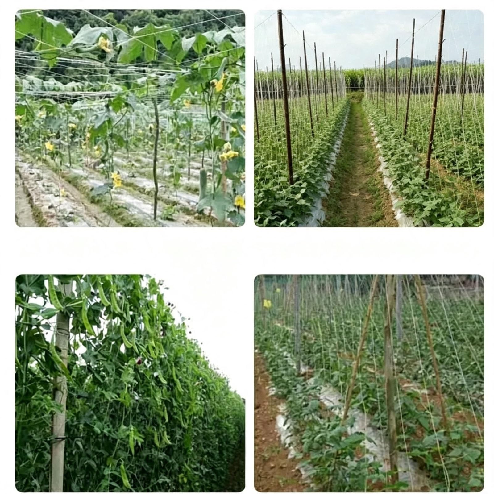 Malla De Enrejado para Plantas Grande, Malla De 25×25 cm, HDPE