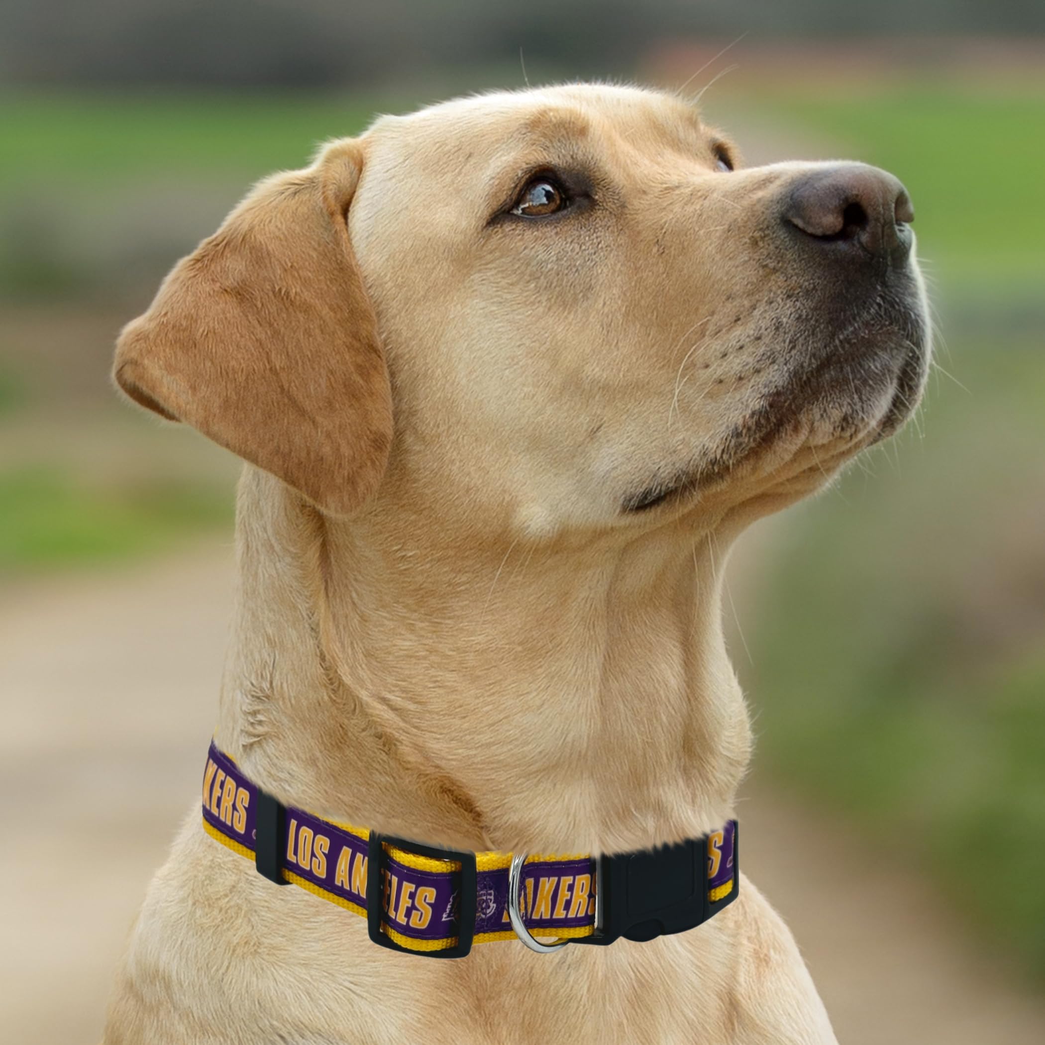 犬の顔リング SV925 サイズ20号　犬種パピヨン*新品 Amazon | New & Improved Pets First NBA PET 首輪 ロサンゼルス