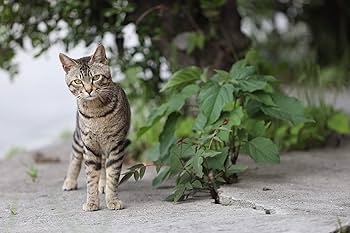 Amazon.co.jp: 「ボクらと島ネコ。in 佐柳島 後編」 椎名 鯛造