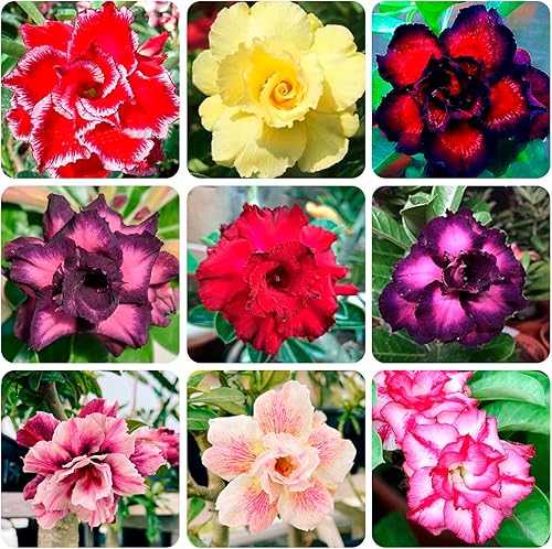 Más de 5 semillas de rosas del desierto para plantar al aire libre - Plantación de rosas tropicales exóticas perennes sin OMG