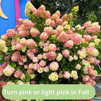 Amazon.com : Hydrangea Tree Plants Live in Quart Pot, Change