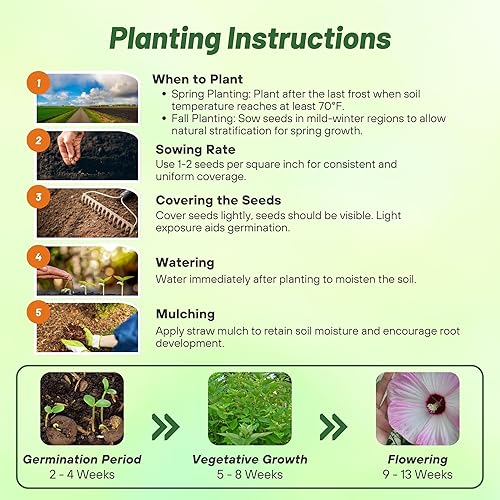 Miniatura 4 de Outsidepride Hibiscus Luna Pink Swirl Garden Flower Seed & Plantas de follaje - 10 semillas