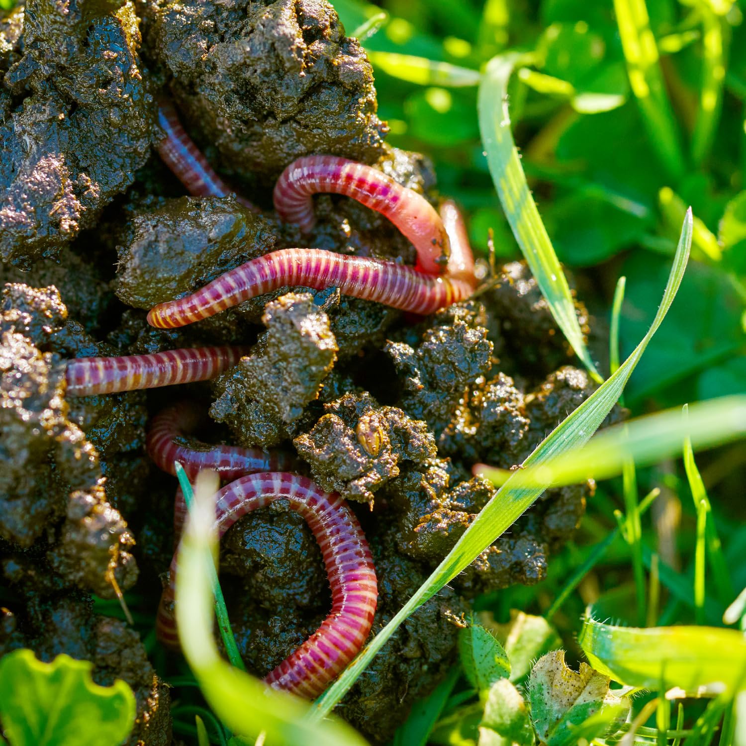 Lombrichi Rossi Californiani Vivi (Eisenia Fetida) 400g - Ideali per Vermicompost, Produzione di Humus e come Esca Viva per la Pesca