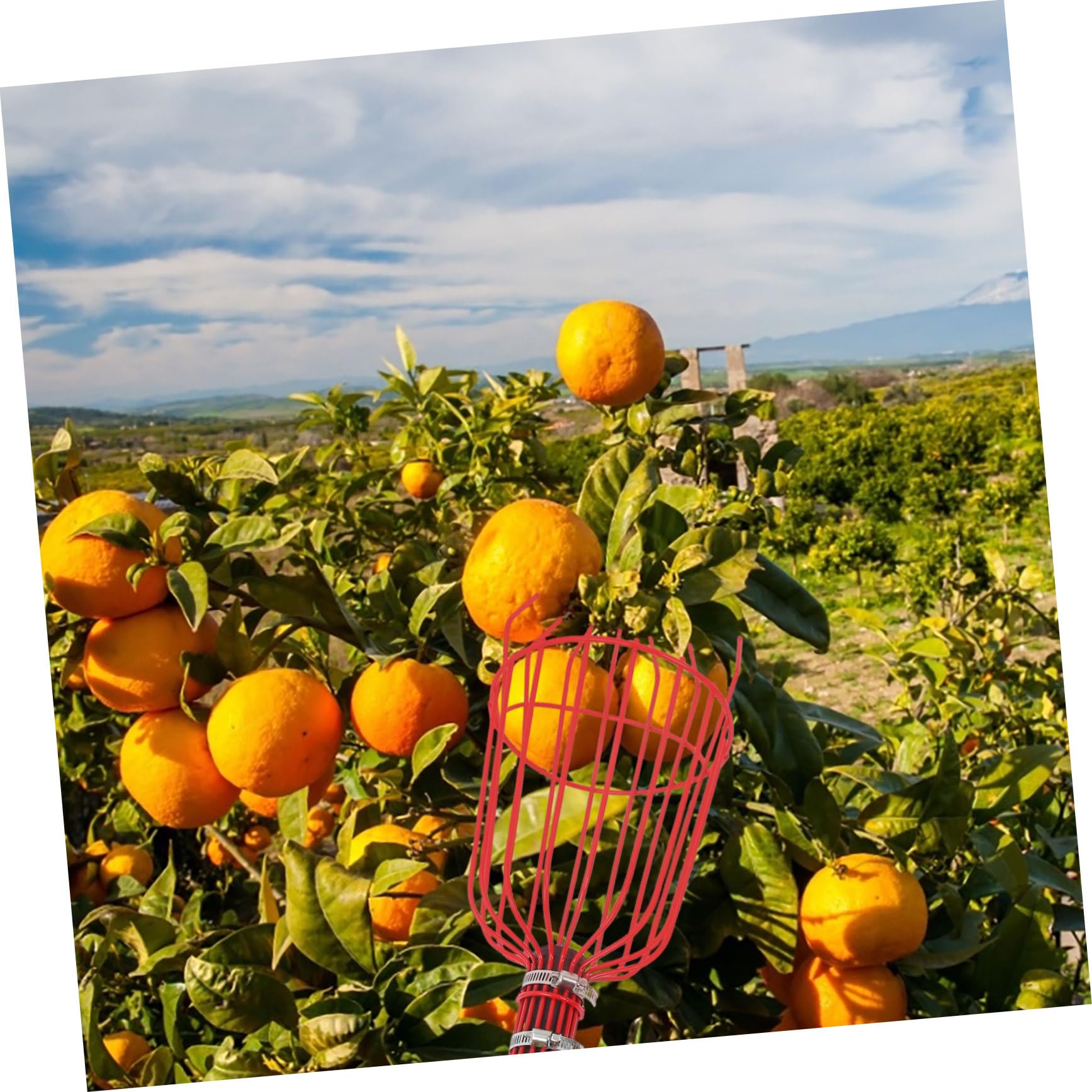 GALPADA Cueille-Fruits Télescopique avec Panier Ramasseur de Fruits pour Pommes Prunes Oranges et Mangues Outil de Jardinage avec Long Manche
