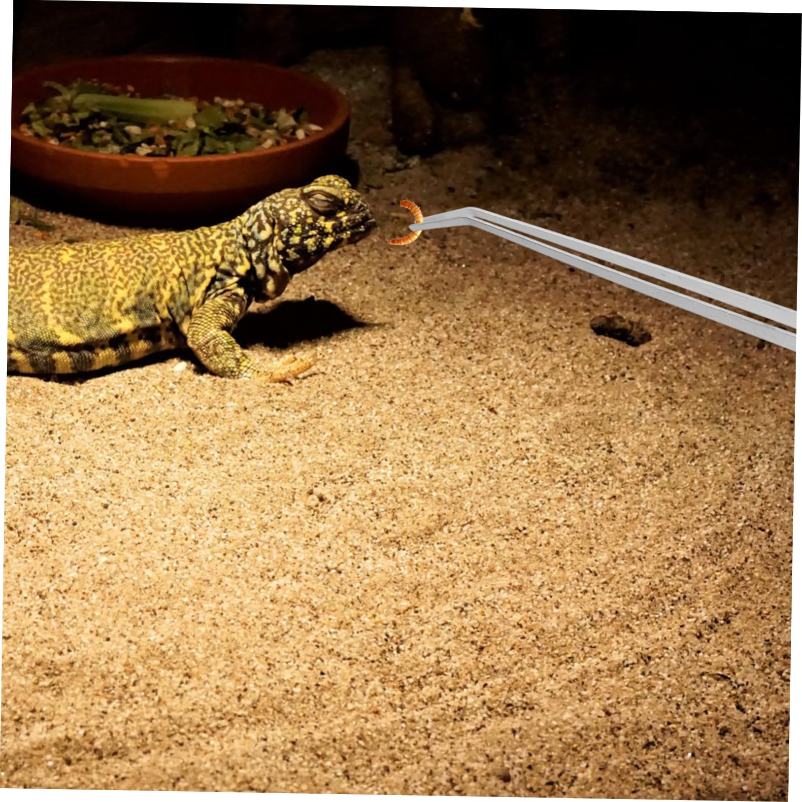 Didiseaon 2piezas Pinzas Para Reptiles y Peces Extralargas Unidades Mango Accesorio De Alimentación