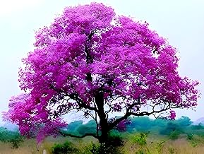 REMASLARIC-Redbud Merlot Flower Cercis Canadensis Plant Unique Tree 1.5-2 Ft for Home Garden Plant