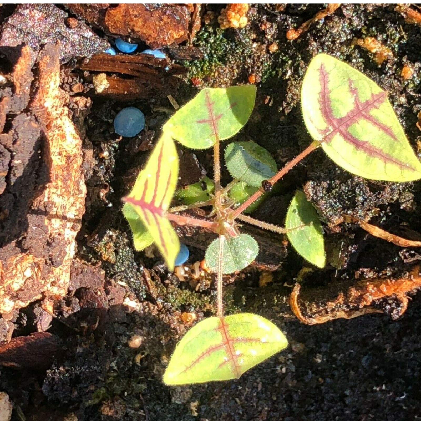 AchidistviQ 50Pcs Christia Obcordata Samen Einfach Zu Zchtende Dekorative  Grne Blattpflanze Calathea Crotalifera Samen Fr Gartengarten  Auenbepflanzung Samen : Amazon.de: Garten