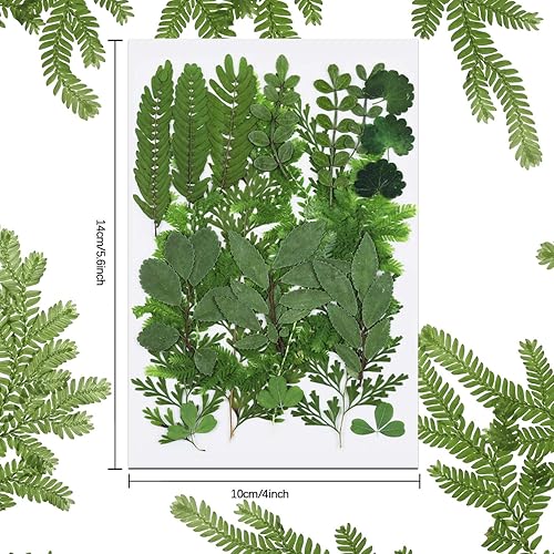 Miniatura 3 de 42 hojas secas prensadas para resina, vegetación seca real surtida para hojas prensadas, manualidades, decoración de adornos, 7 estilos