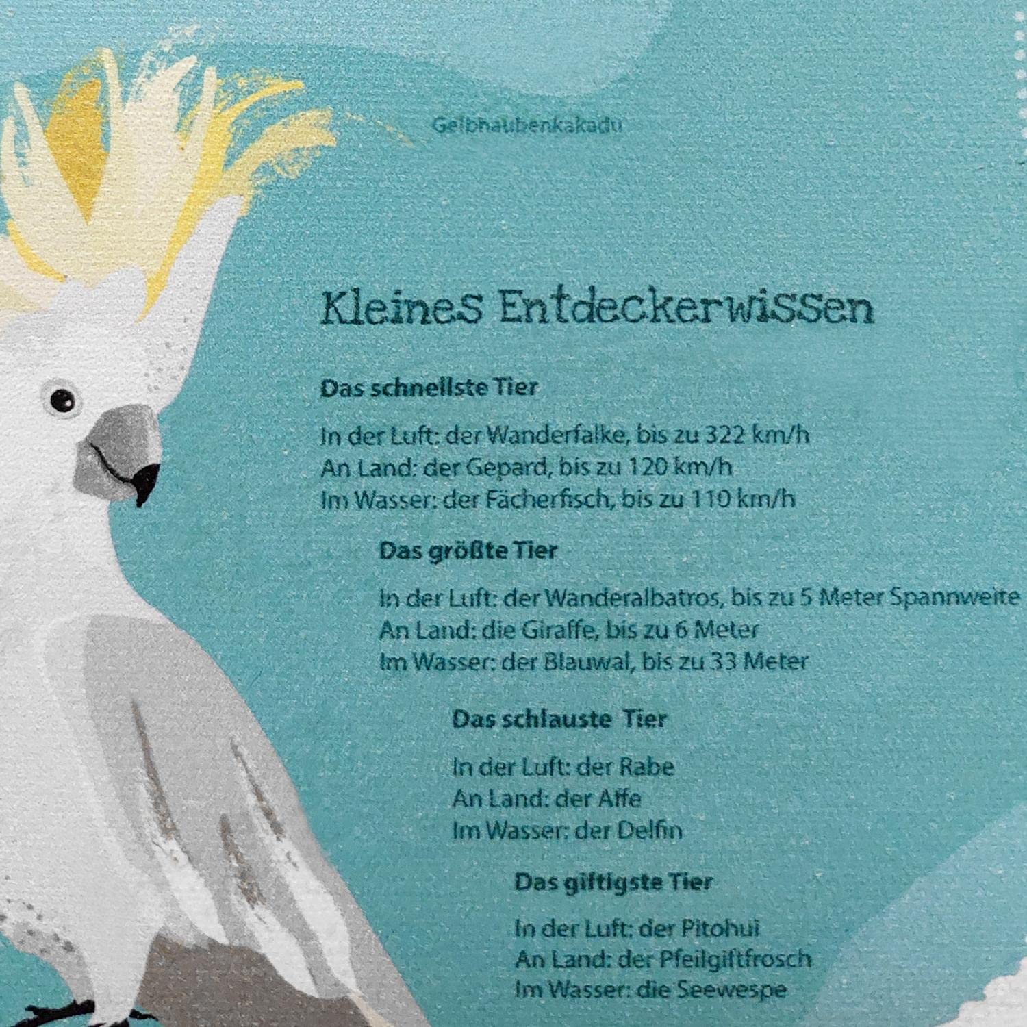 Close Up Schreibtischunterlage Kinder abwischbar Weltkarte 60x40 cm, wasserfest aus strapazierfähigem Vinyl mit einem innenliegenden Polyestermesh