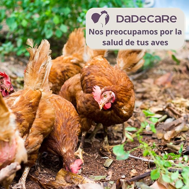 Foto 7 de 7 de DADECARE Federpicare - Suplemento para Picaje y Canibalismo en Gallinas y en Aves 500g- Harina de Plumas