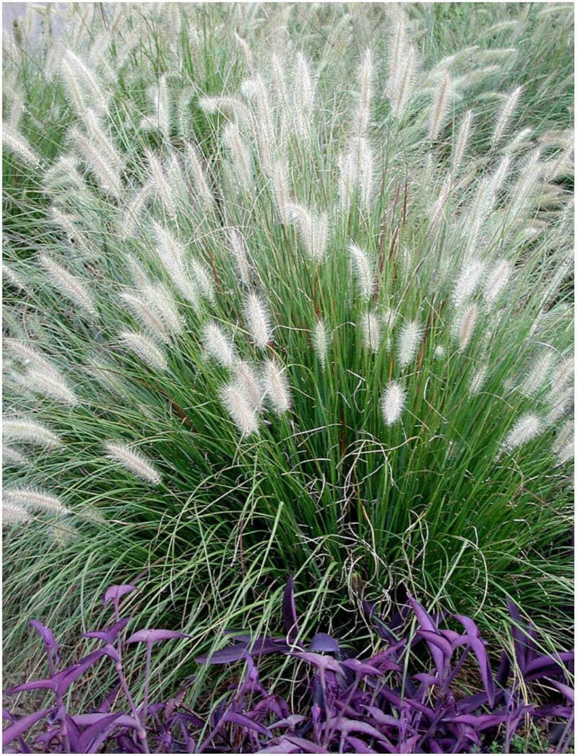Stauden Gänge 10 x Ziergras Kollektion Ziergras winterhart | Hohes Ziergras für Sonne bis Halbschatten, Blüte August bis September, mehrjährig, 1 L Topf (11x11 cm)