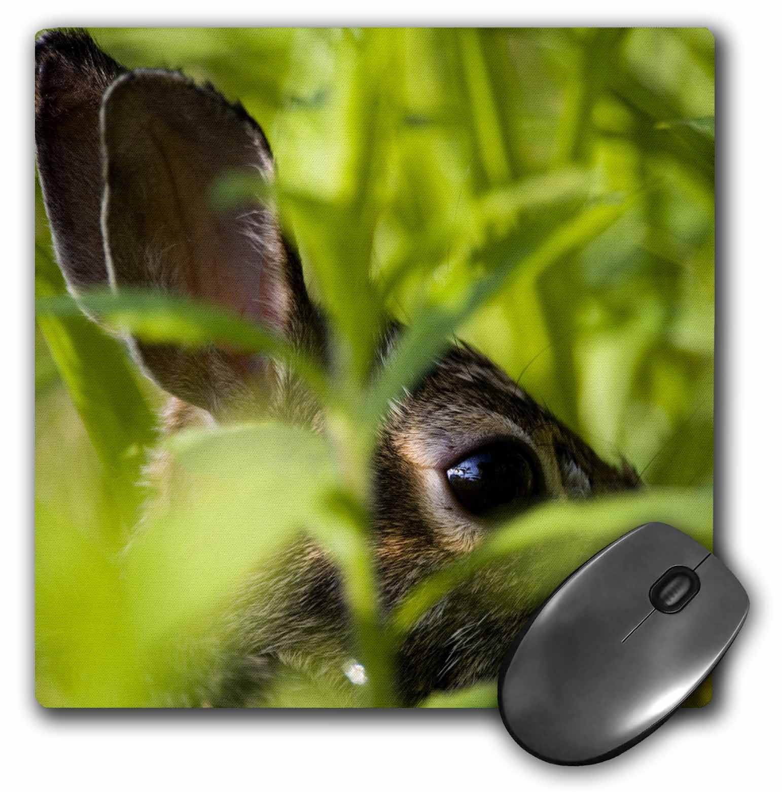 3dRoseLLC 8 x 8 x 0.25 Inches Eastern Cottontail Rabbit Massachusetts Jerry and Marcy Monkman Mouse Pad (mp_90870_1)