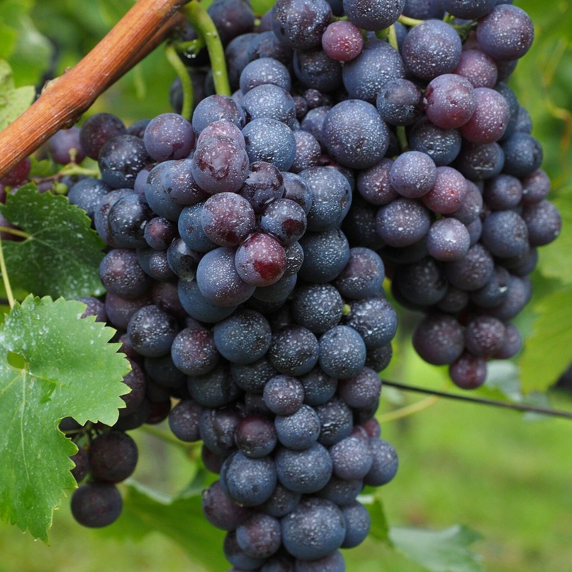 Vivai le Georgiche - Pianta vera di Uva da tavola nera "Muscat Bleu" Vitis vinifera 'Muscat Bleu' - vaso Ø 15 cm - altezza alla vendita 120-140 cm