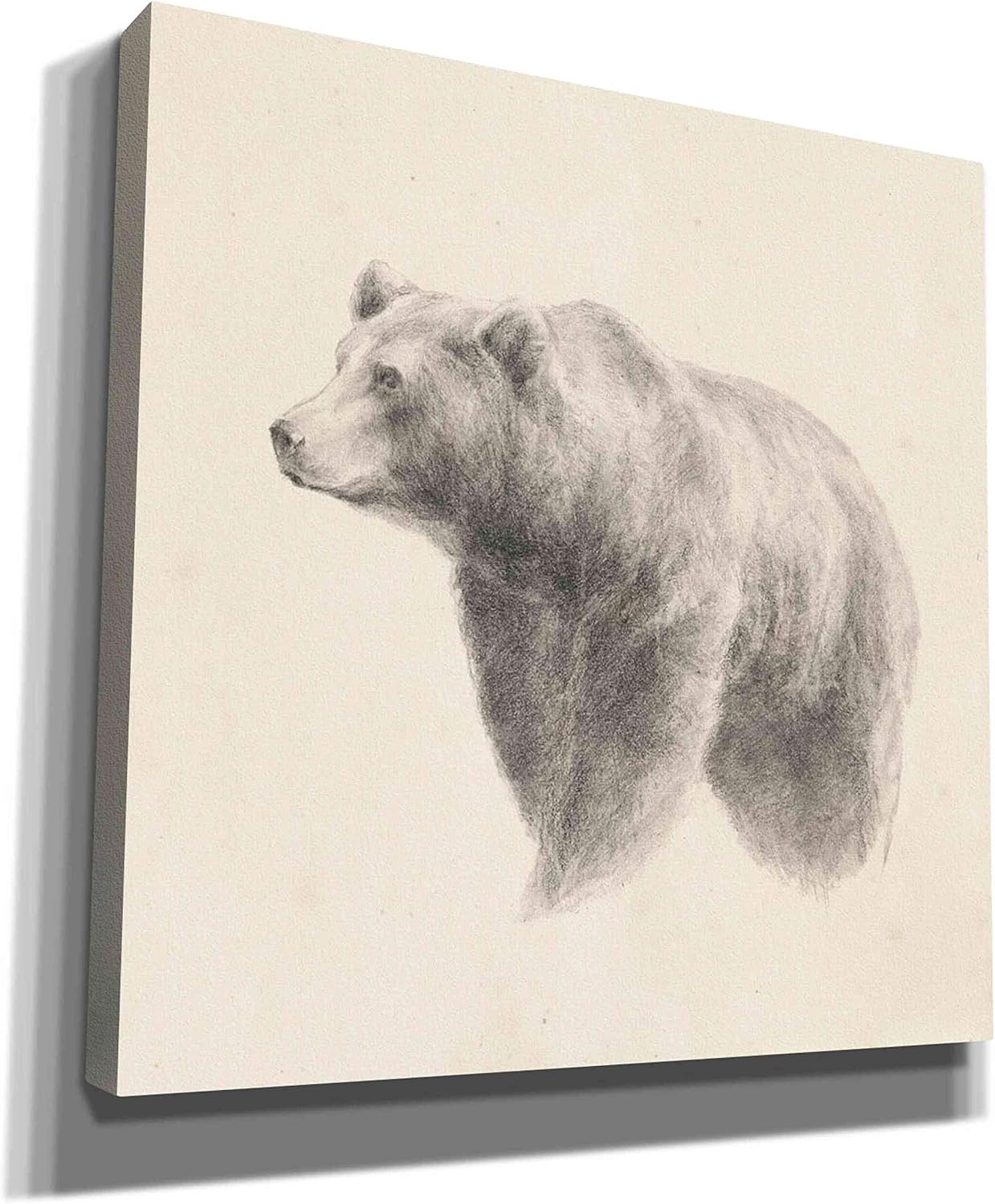 Epic Graffiti 'Western Bear Study' by Ethan Harper, Canvas Wall Art, 12"x12"