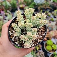 Vista 4 de Plantas de cactus suculentas vivas raras (cotiledón en maceta de 2 pulgadas 'Choco Line')