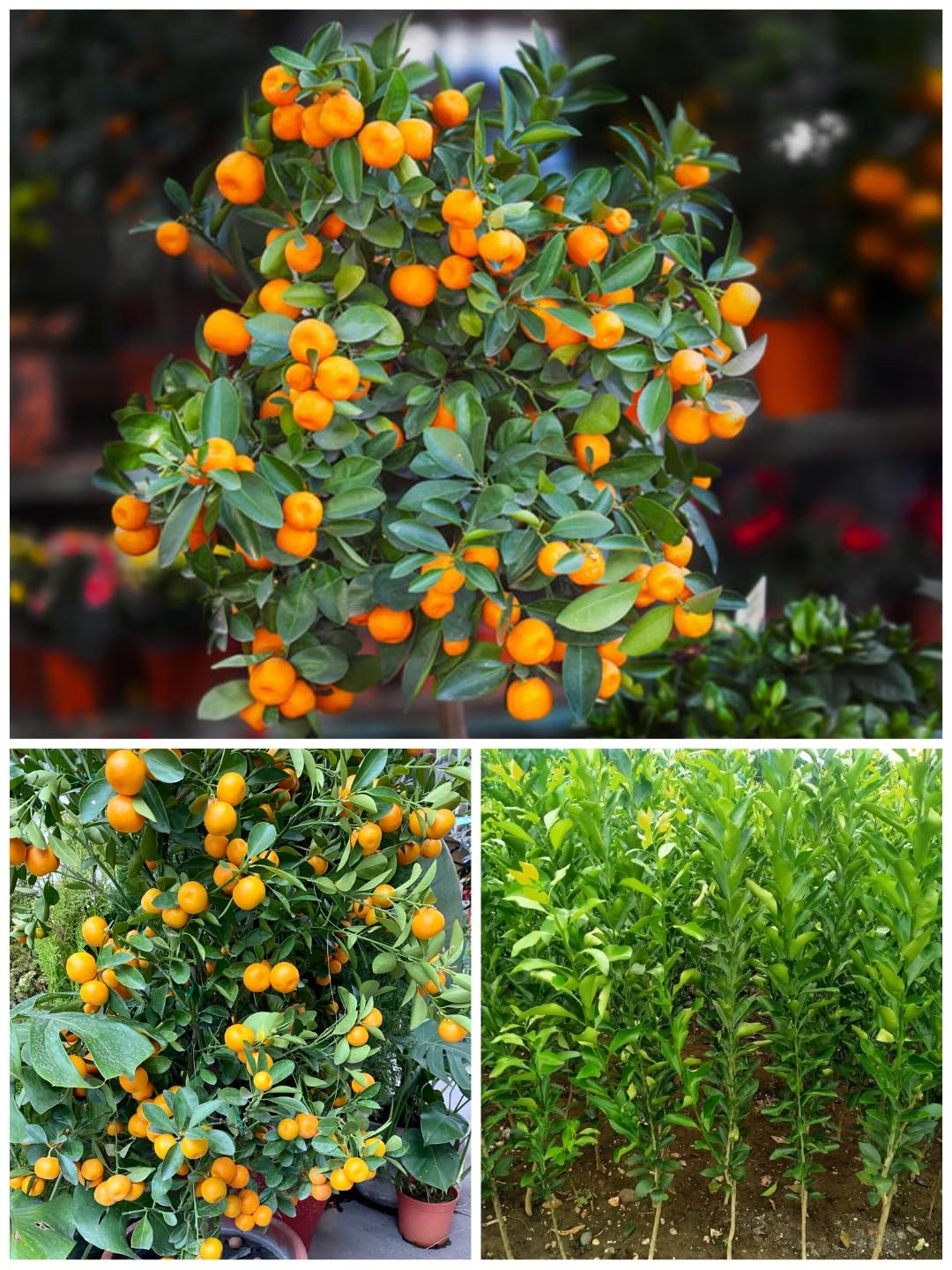 Native Earth Chinese Orange Grafted Plant, Combo of 2 Live Tree - Dwarf Variety Sweet Mandarin Orange Plant Height 2 Feet (B0CK674M2Z) Amazon Price History, Amazon Price Tracker