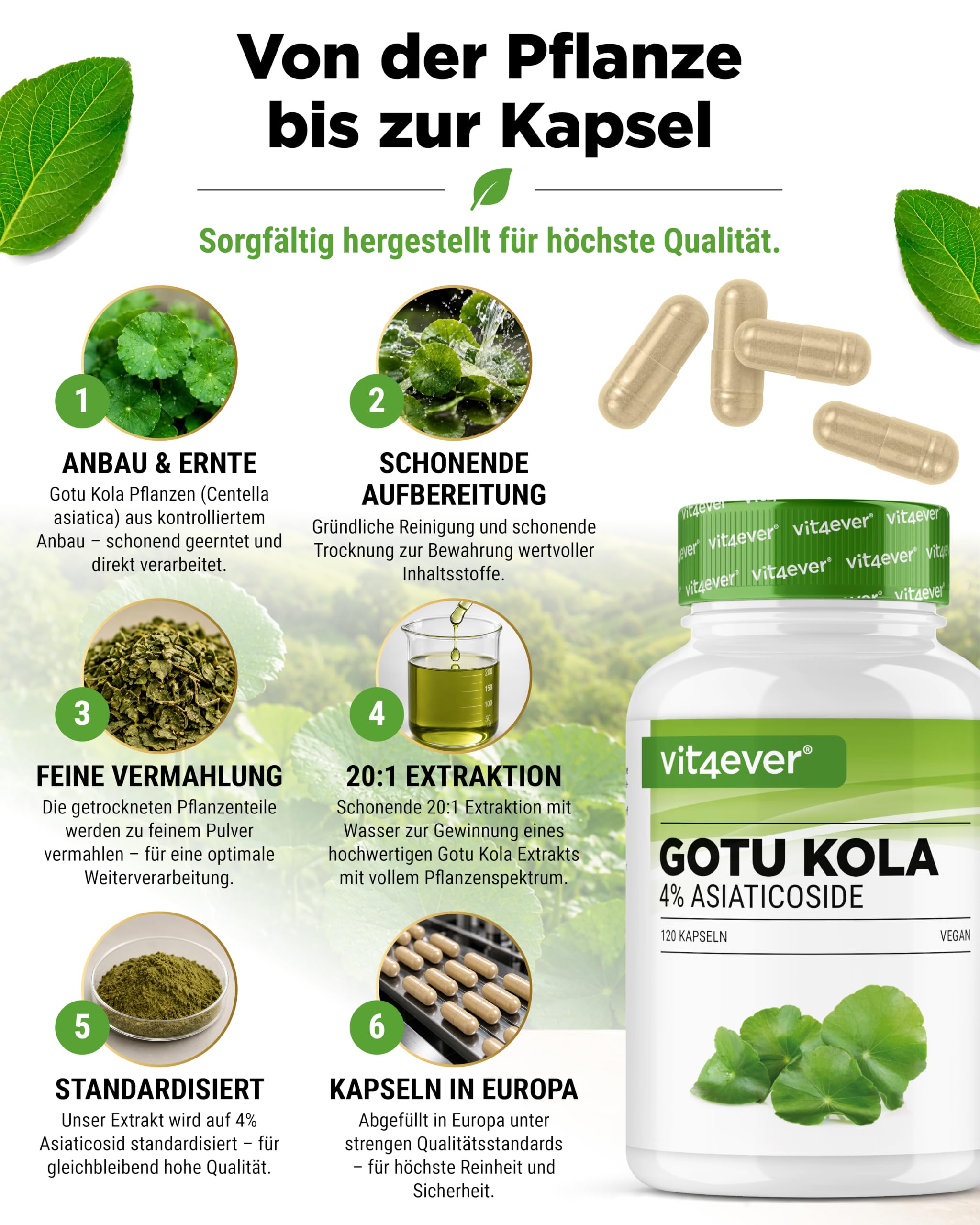 vit4ever Gotu Kola Extrakt - 120 vegane Kapseln | 1500 mg Centella asiatica Extrakt pro Tagesdosis, Standardisiert auf 4% Asiaticoside, Laborgeprüft, Hochdosiert