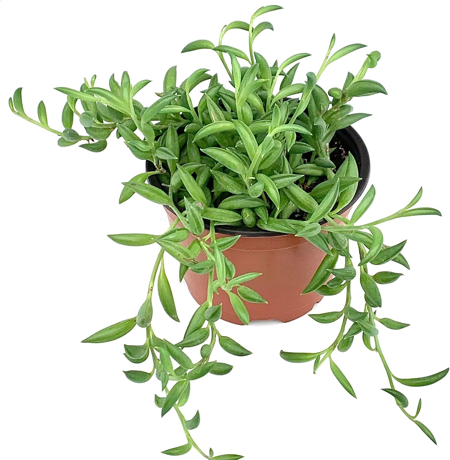 String of Bananas Succulents Senecio Radicans Live Potted