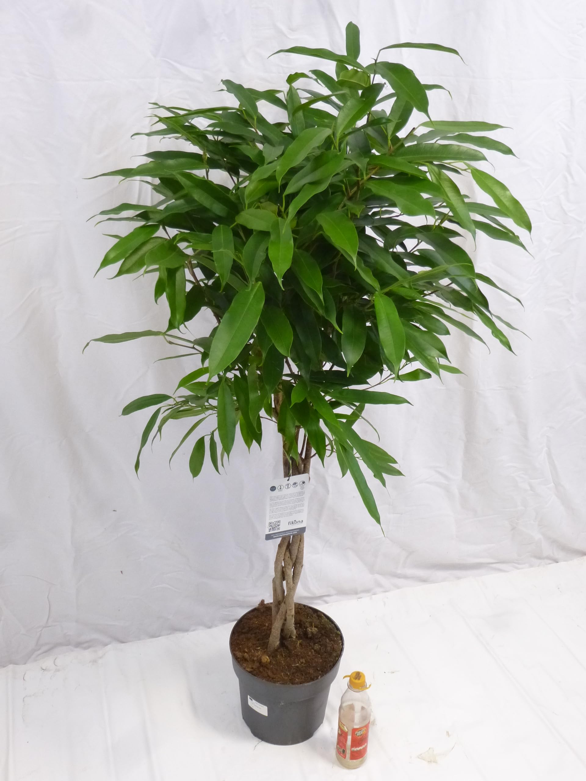 Palmenlager] - XL Ficus bin."Amstel King" 140 cm/Hochstamm geflochten/ Zimmerpflanze : Amazon.de: Garten