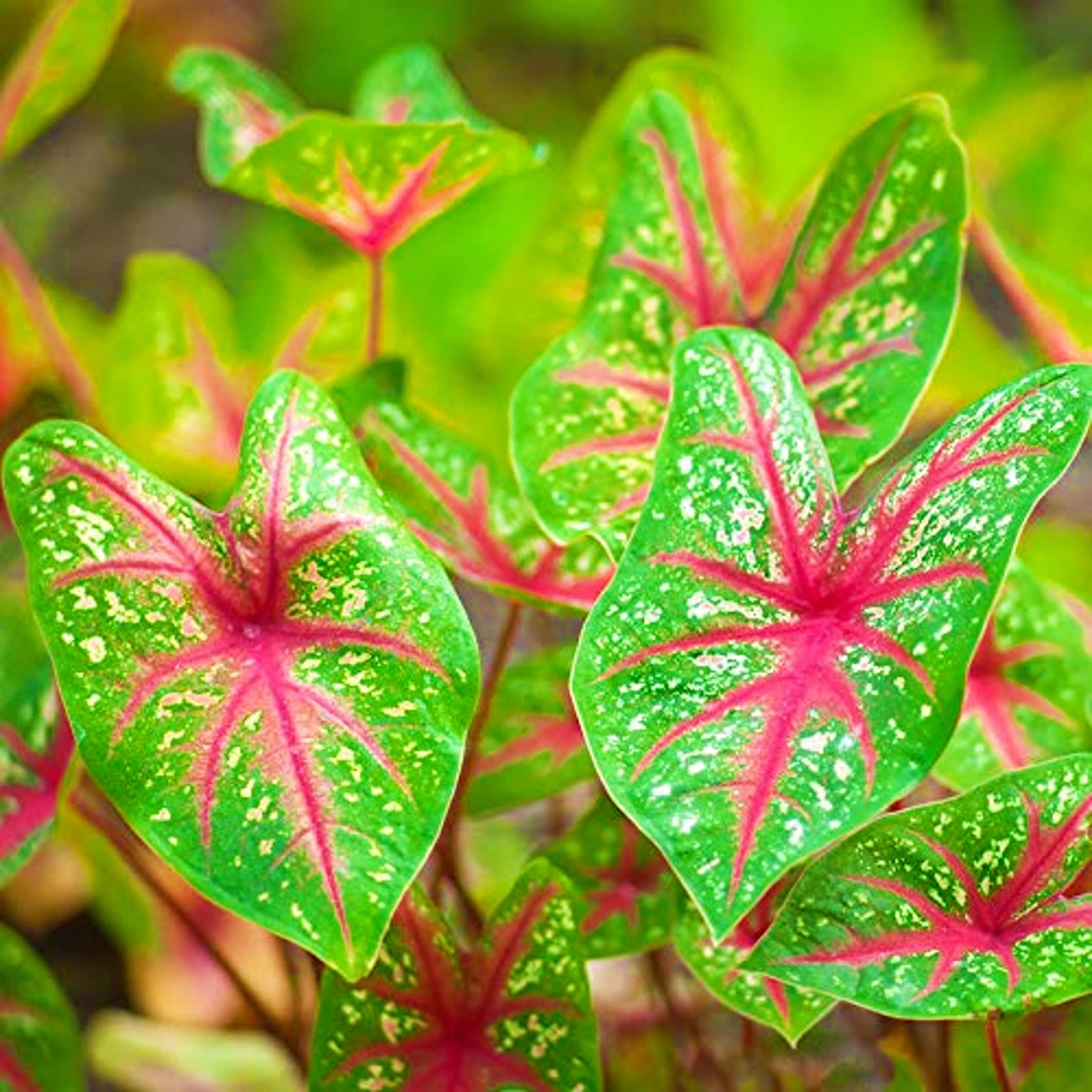 Caladium Flashy Foliage Bicolor Plant Bulbs (Pack of 5) Easy to Grow, Colorful Mix by Tim Tim Agro (B09QZXZ1KP) Amazon Price History, Amazon Price Tracker