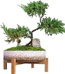 Succulent Pots - 11 Inch Large Plant Pots Ceramic Bonsai Pots with Drainage Stand, Shallow Succulent Planters for Indoor Plants Decorative Flower Cactus Planter Bowl