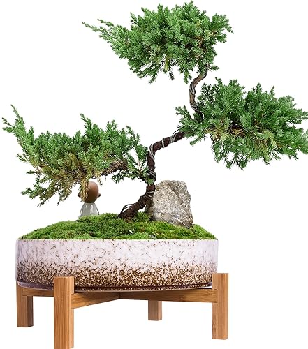 ARTKETTY Macetas para suculentas  Macetas grandes de 11 pulgadas con drenaje, macetas de cerámica para bonsái con soporte de bambú, macetas poco