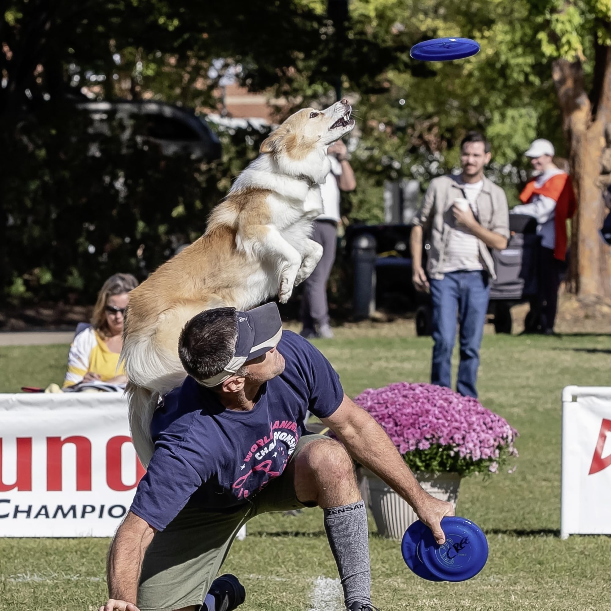 Hyperflite Perros Disco volador Jawz Resistente a las mordidas para el Perro Pequeño AZUL | Resistente a pinchazos, aprobado por la competencia | 7 pulgadas, 90 g | Perros pequeños | Azul