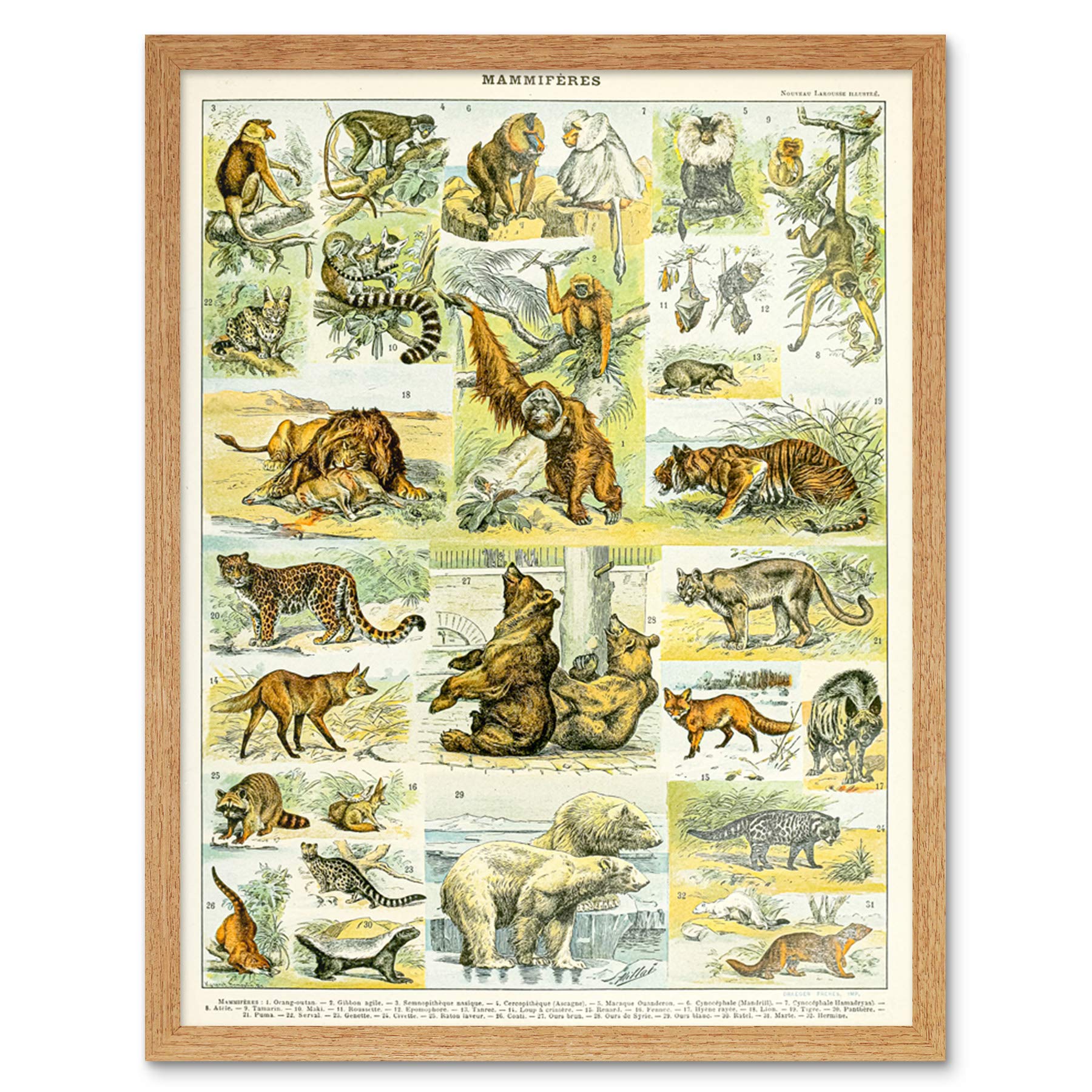 Artery8 Millot Encyclopedia Page Molluscs Shells Art Print Framed Poster Wall Decor 12x16 inch — view 34