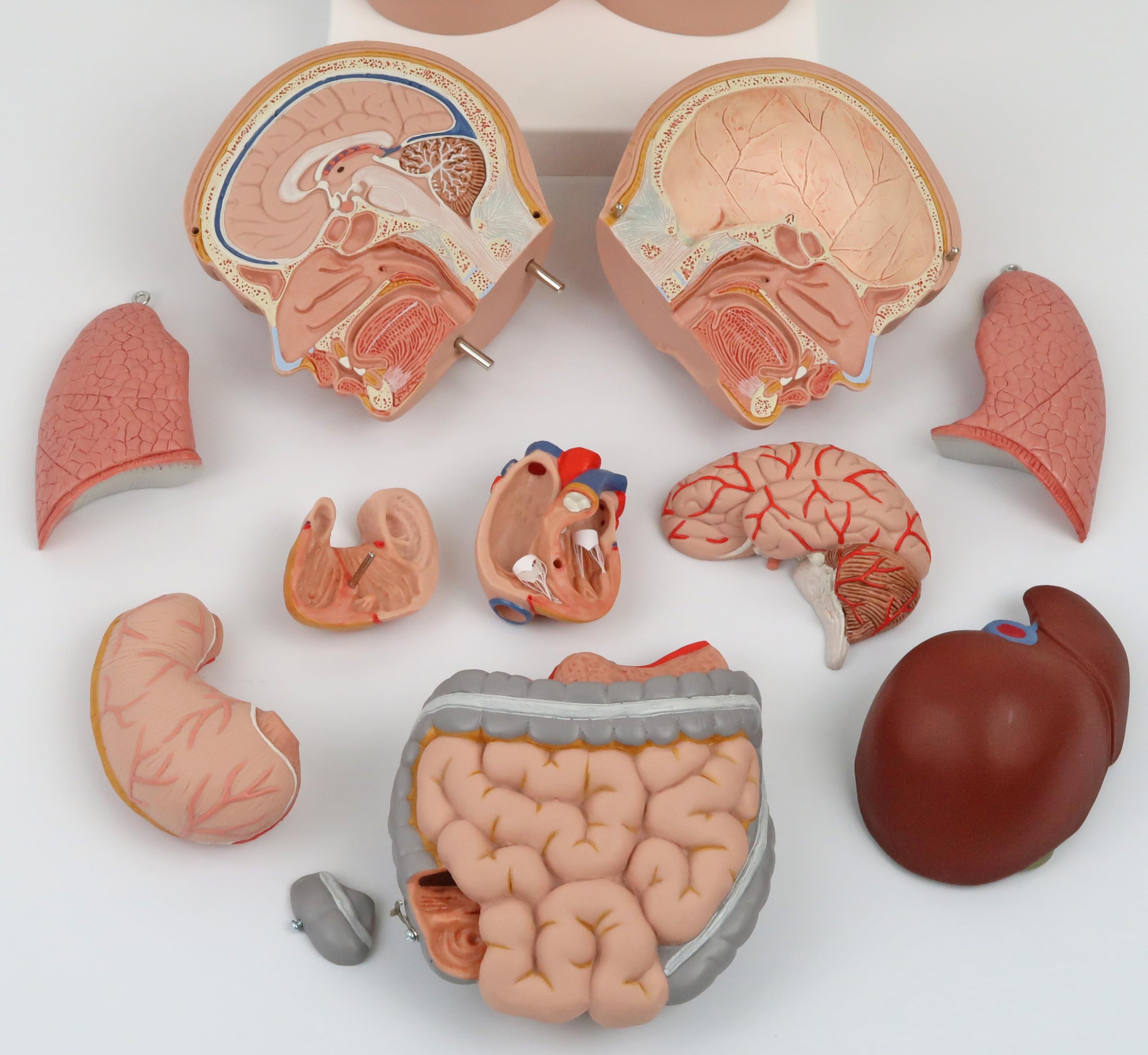 3B Scientific B22 Mini Torso, in 12 Parti + software gratuito di anatomia - 3B Smart Anatomy