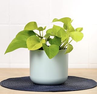 Epipremnum Neon Pothos | Houseplant | Trailing Houseplant