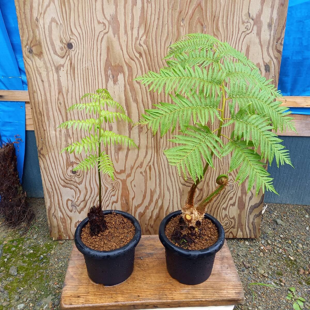 沖縄 デカイヘゴ へご ヒカゲヘゴ 観葉植物 新芽出てきてます