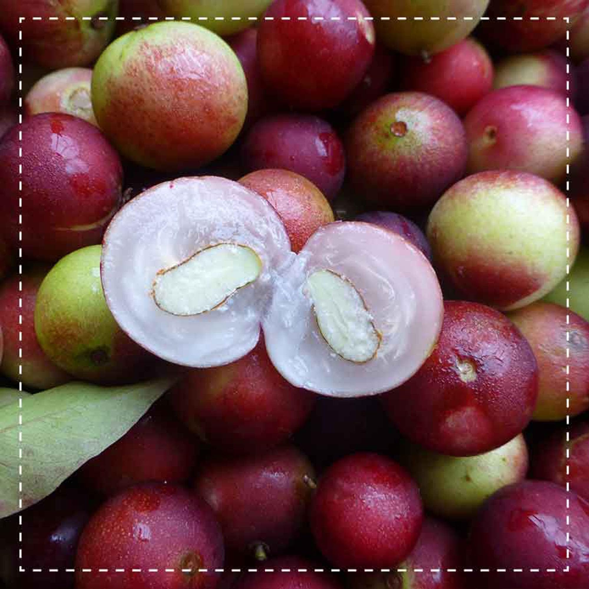 Camu camu in polvere Bio 500g | vitamina C naturale | da raccolta selvatica, senza additivi, prodotto in Germania | Biotiva