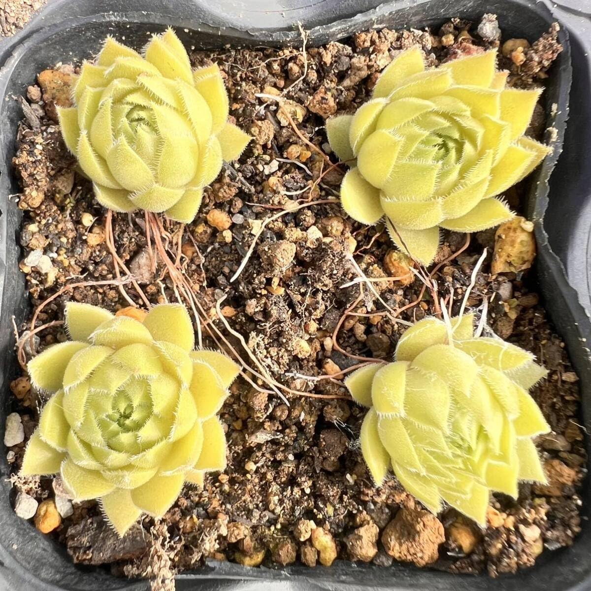 Amazon｜ジェロナ1つセンペルビウム多肉植物｜観葉植物 オンライン通販