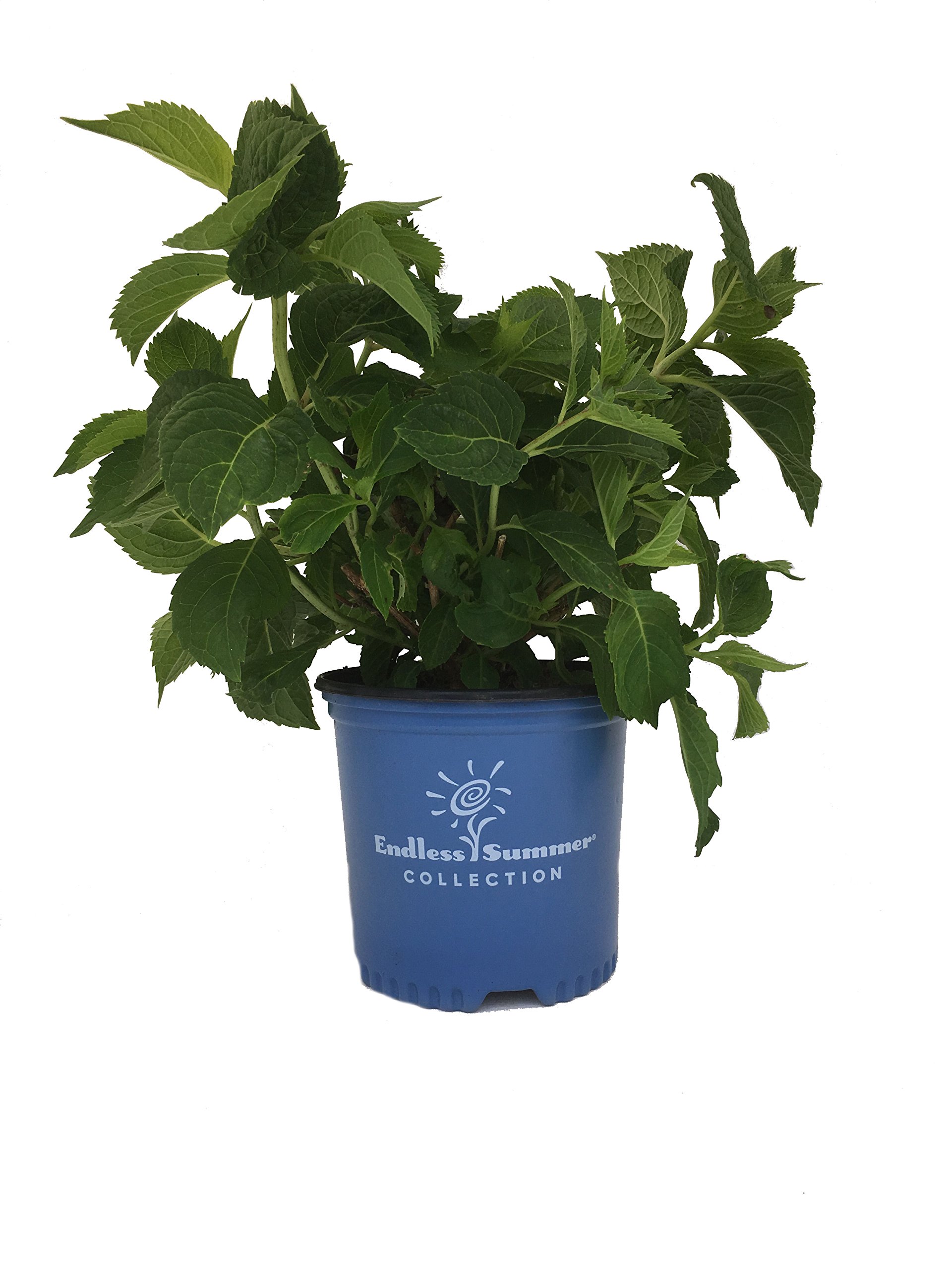 Premier Plant Solutions15117 Hydrangea, 1 Gallon, Endless Summer (The Original)