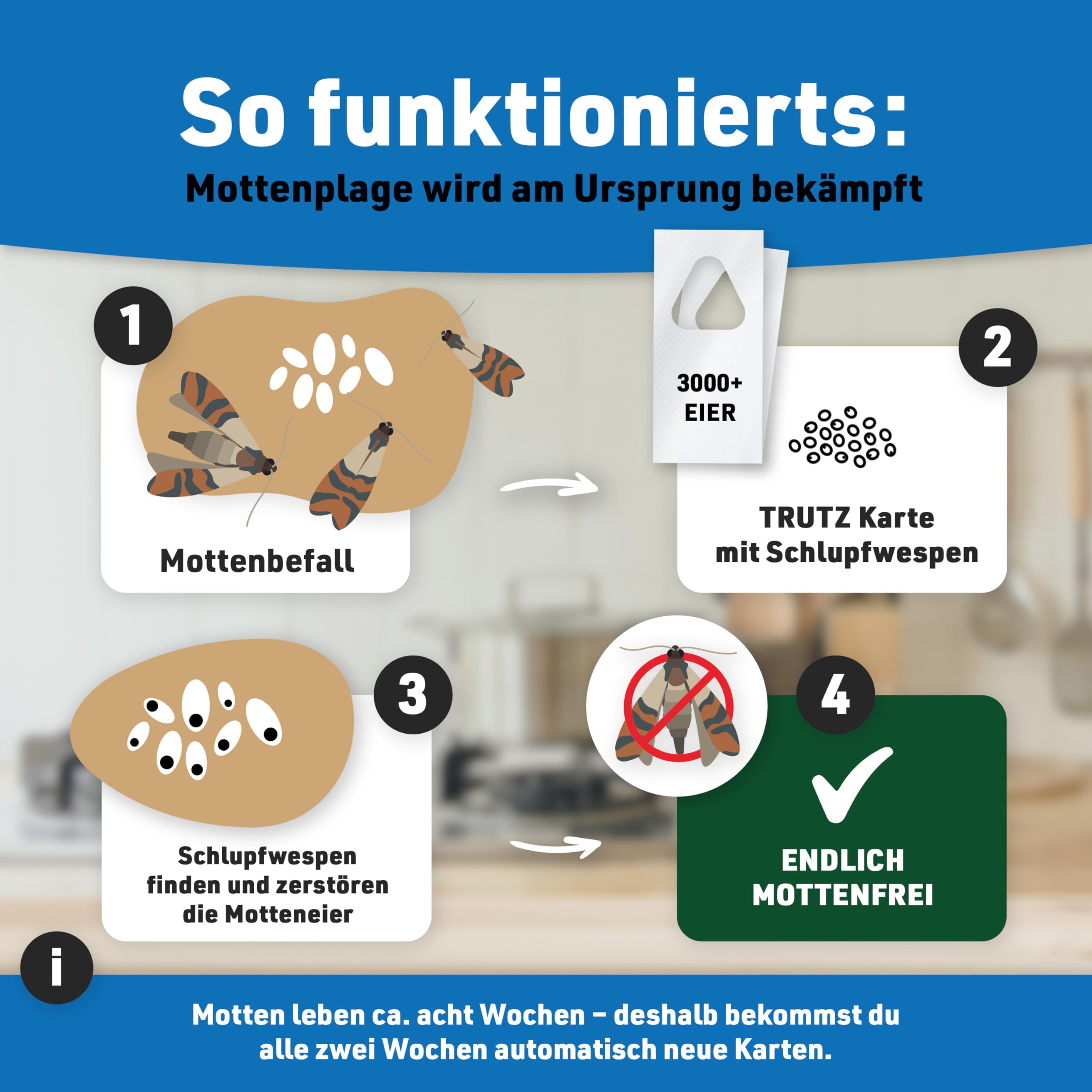 Schlupfwespen gegen Lebensmittelmotten | 12 Karten à 4 Lieferungen | Nachhaltig & Effektiv Lebensmittelmotten bekämpfen | Alternative zu Mottenspray, Mottenkugeln und Lebensmittelmotten Falle