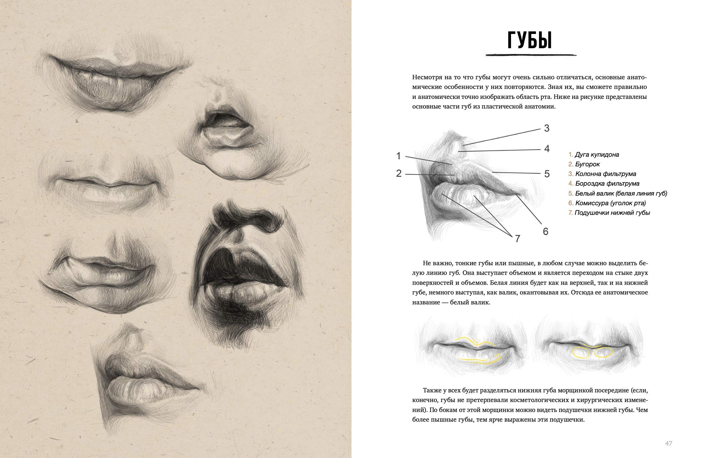 Apprendre à Dessiner des Portrait - Comment Dessiner de 'A' à 'Z' - Portrait au Crayon - Bases de le Dessin Anatomique, Traits, Ombrage, Composition