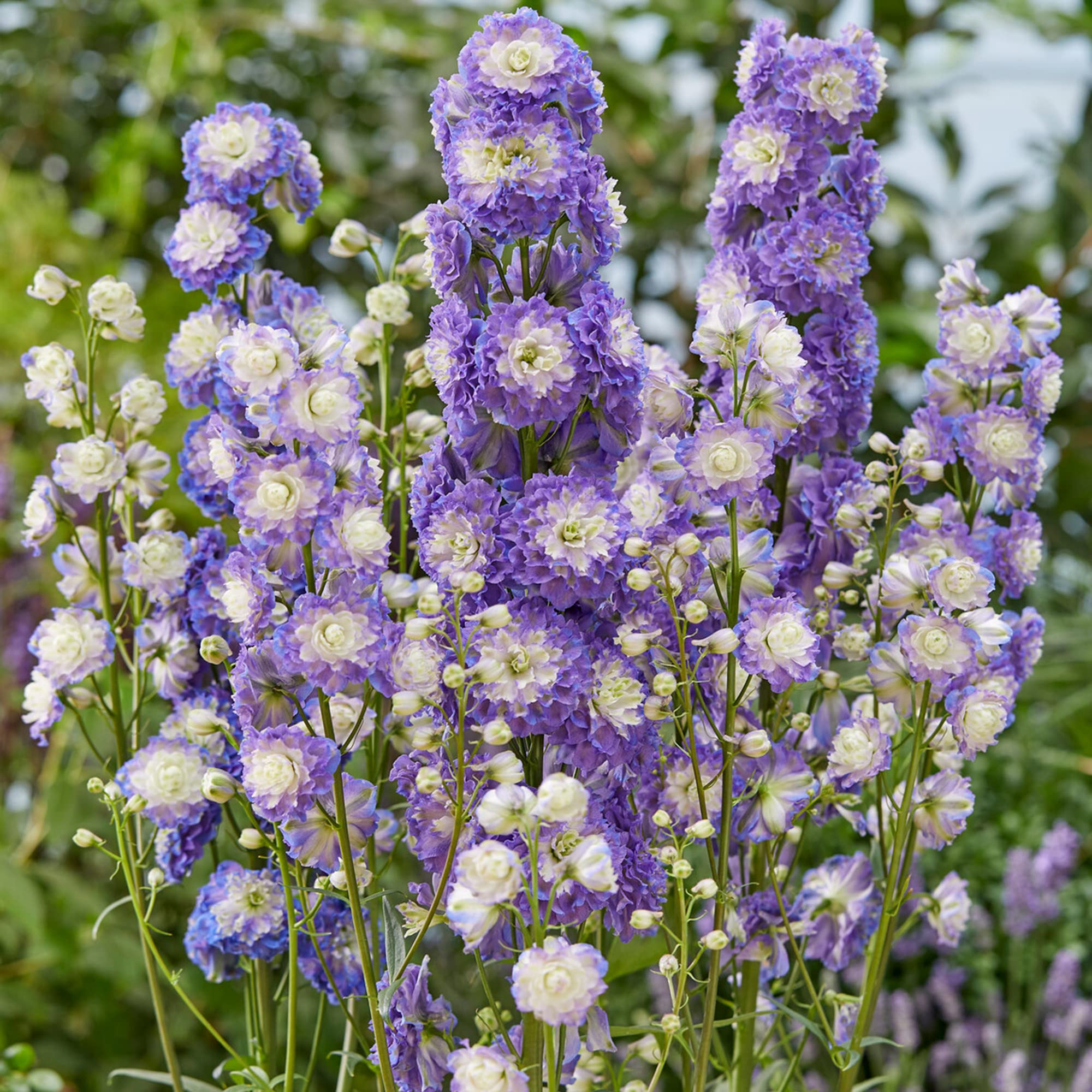 Delphinium Highlander Bolero - Larkspur | Outdoor Perennial Plants Garden Ready (30-40cm Incl. Pot)