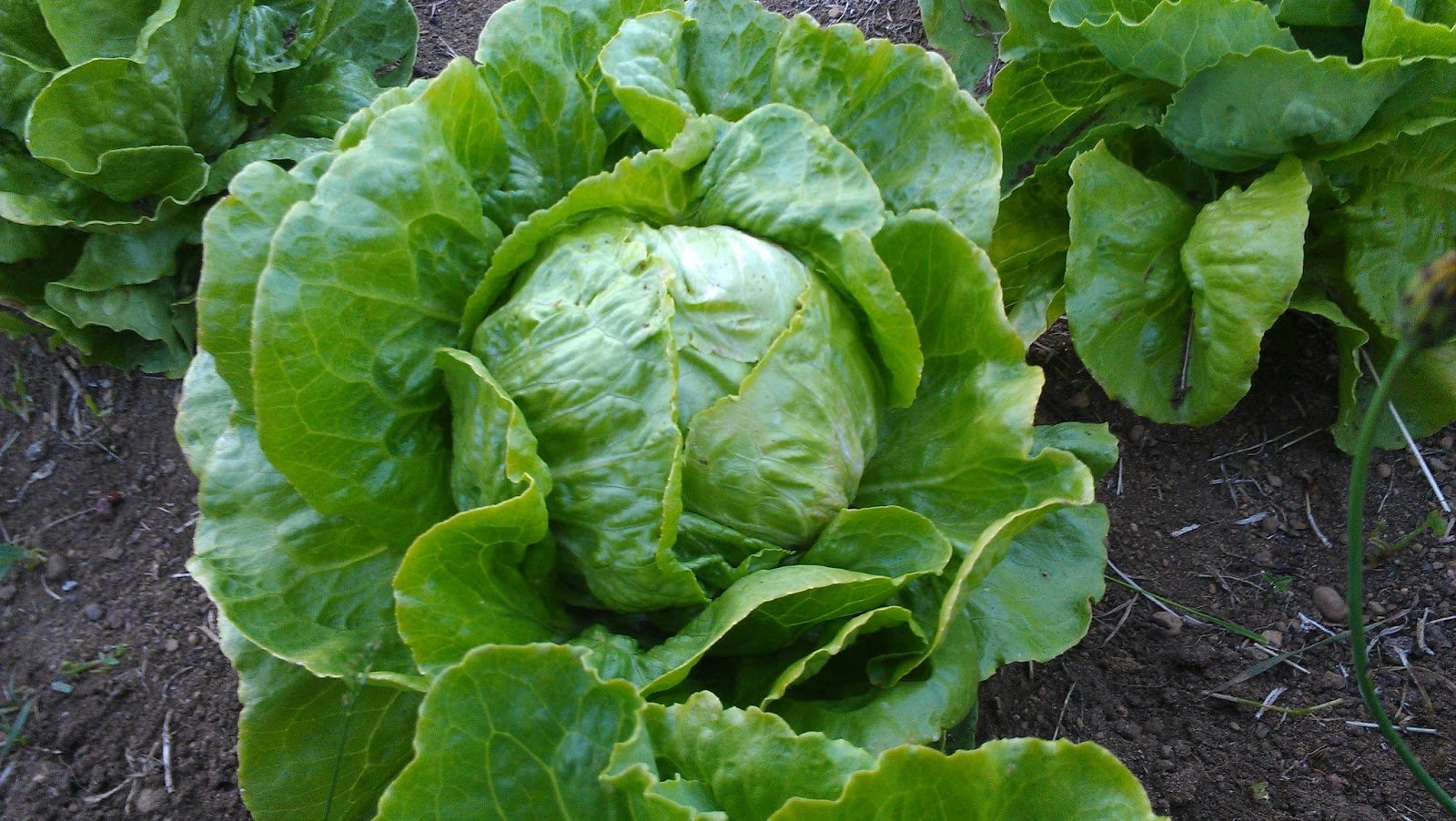 Fresh Picked: Iceberg Lettuce Vegetable, 1 Pk