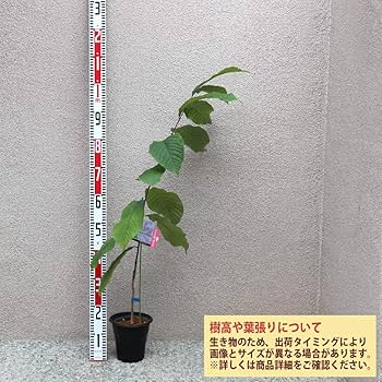 #*7様 果樹　ピーターソンポポー　5寸2種2ポット ポポー 71282fjLAxL._AC_UF1000,