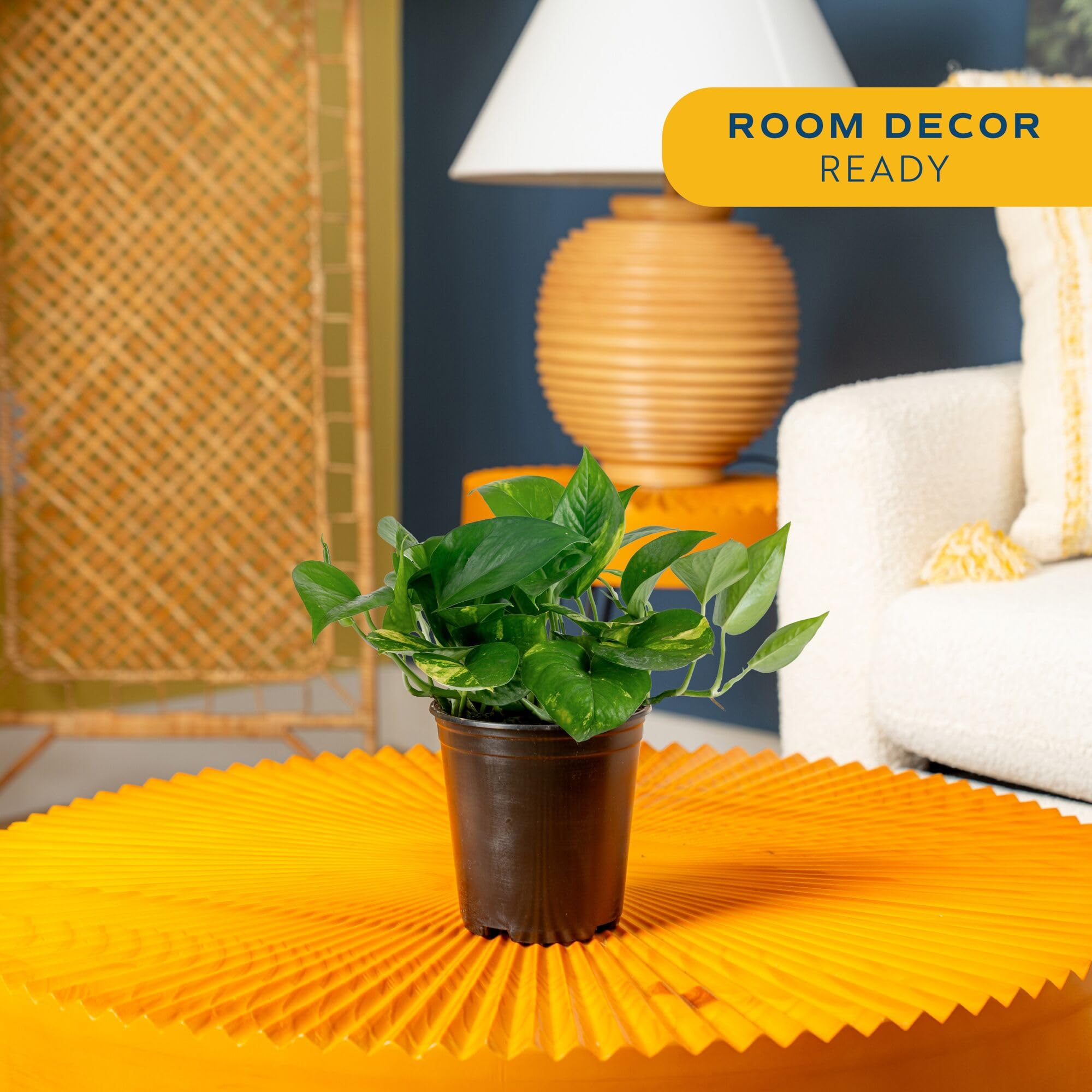 Amazon.com : Costa Farms Live Indoor Plant Golden Pothos, Easy Care  Houseplant, 10-Inches Tall in 6-Inch Nursery Pot, Natural Air Purifying  Greenery for Home Decor, Office Desk, or Hanging Planter Gift :