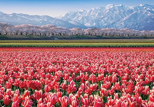 Rompecabezas prémium de 1000 piezas Tulip Fields A-1159