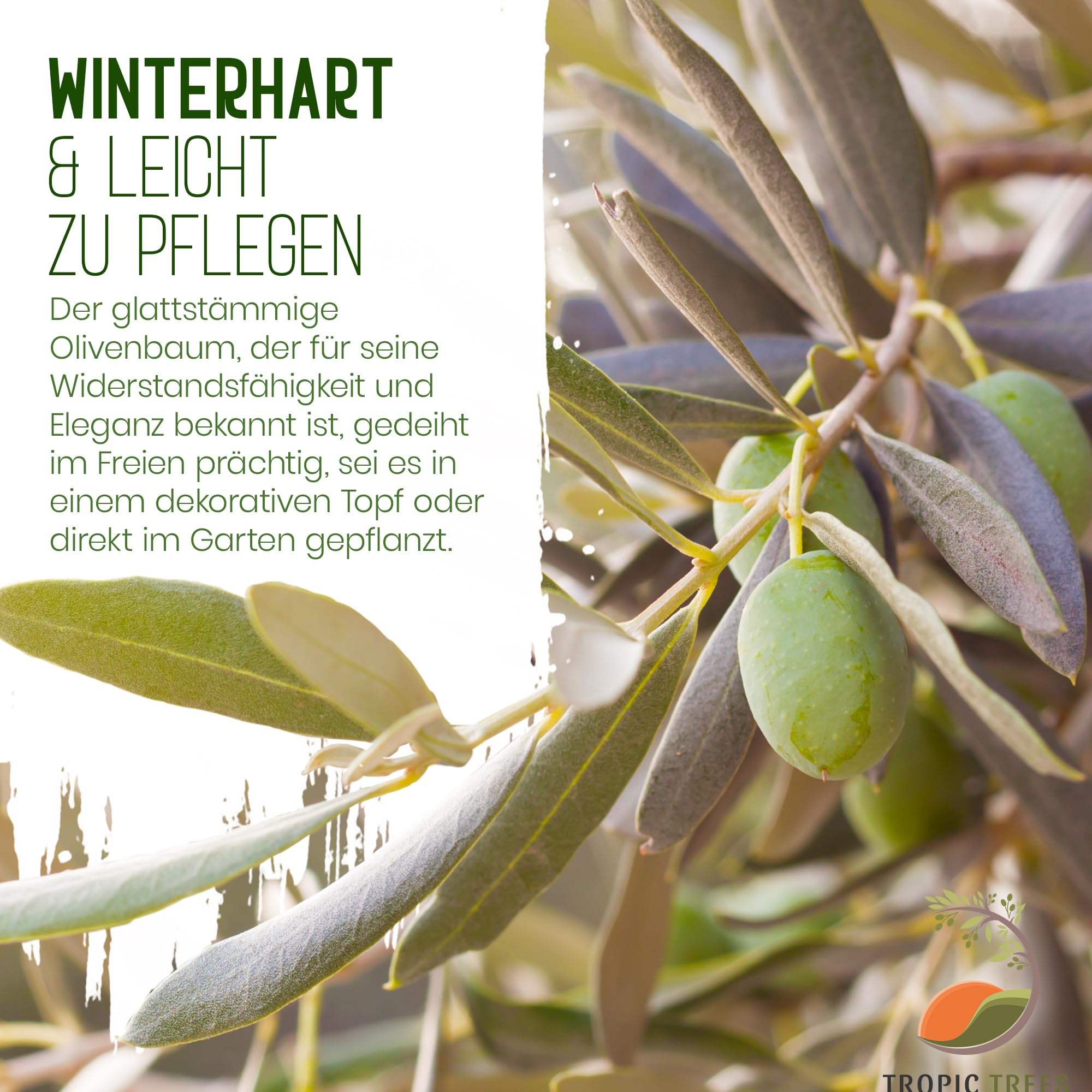 Tropictrees Natürlicher Olivenbaum, Echt Oliven Baum mit 160 cm Hochstamm, 6-8 cm Umfang, Obstbereite Pflanzen, draußen winterhart Pflanzen zur Gartendekoration, 10 kg