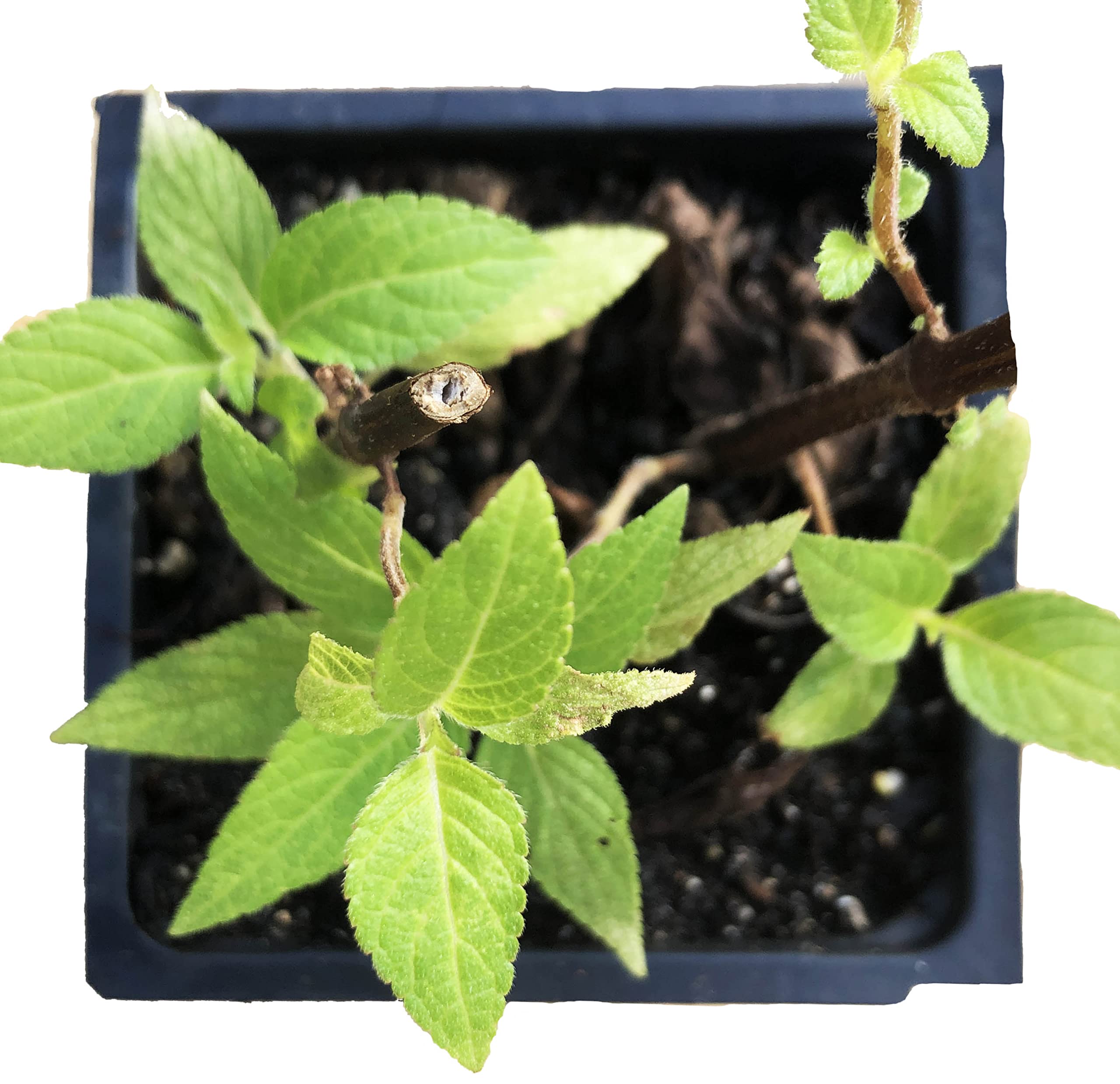 best potting mix for pothos Pothos Growing Soil Mix  Custom Soil Blend  Potting Mix for Pothos Plants  Specially Developed by and for Professional Nursery Growers