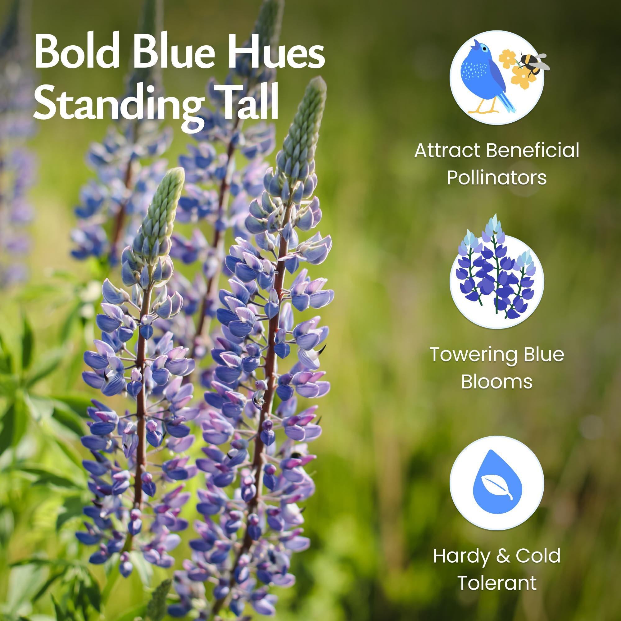 Blue Lupine (Lupinus Perennis) Growing Wild In Alaska Stock Photo - Foto 4